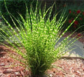 Live Large Zebra Maiden Grass Plant - Clump, Well-Rooted, Miscanthus sinensis 'Zebrinus'