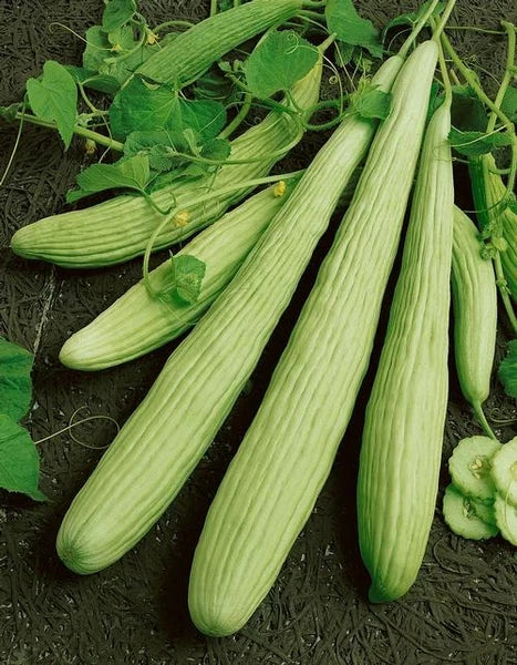 Armenian Cucumber Seeds | Yard Long Melon | Persian Snake Pickle | Cucumis melo var. Flexuosus | 2025