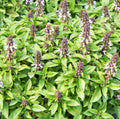 Thai Basil Seeds - 1,000 Count - Ocimum basilicum - Heirloom Culinary Herb Seeds for Gardening