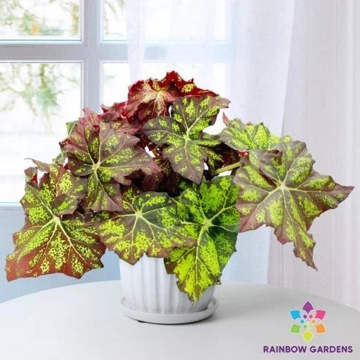 Lime Truffle Begonia Seeds - 25+ Pack for Garden Planting - Begonia x tuberhybrida - USA Origin, Free Shipping
