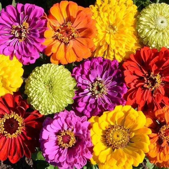Zinnias Seeds - CONFETTI Mixed Colors - Heirloom for Bees & Butterflies - 200 Seeds - Pollinator Friendly