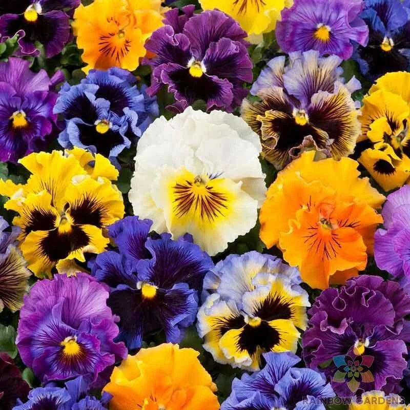 Frizzle Sizzle Mix Pansy Seeds - 200+ Count - Viola - Garden Flower Seeds - USA