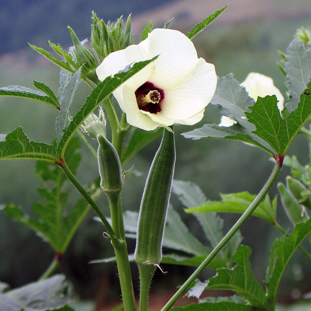 Cowhorn Okra Seeds, Non-GMO, Spineless, Large Variety, Abelmoschus esculentus, Free Shipping