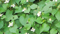 20 Live Bare Root Fish Mint Plants, Houttuynia Cordata, Asian Herb, Diếp Cá for Culinary Use
