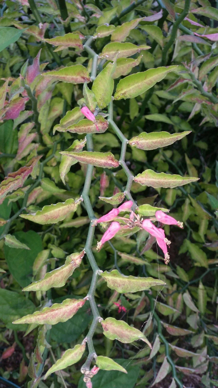 Fresh Cuttings DEVIL'S BACKBONE Slipper Flower Succulent - Ideal for Bonsai - Euphorbia tithymaloides