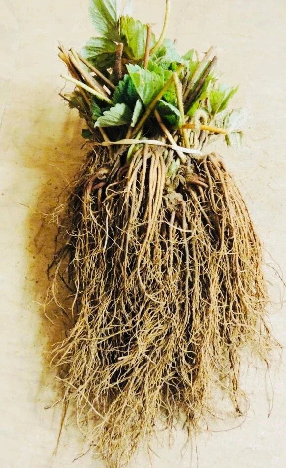 Everbearing Strawberry Bare Root Plants - Garden Outdoor Fruit, Select Packs - Fragaria × ananassa
