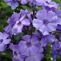 Phlox Seeds | Beauty Blue | Non-GMO | Garden Flower Seeds | Phlox divaricata
