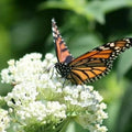 Milkweed Seeds - Swamp Mix Perennials for Monarch Butterflies - Non-GMO - 75 Seeds - Asclepias Incarnata