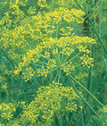 Dill Seed - 25+ Heirloom Mammoth Long Island Non-GMO Seeds - Anethum graveolens Spice for Culinary Use
