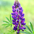 Gallery Blue Lupine Seeds - 25 Perennial Hardy Flower Seeds - Lupinus perennis - US Seller
