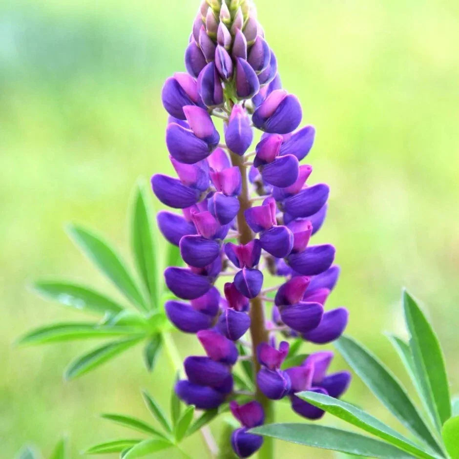 Gallery Blue Lupine Seeds - 25 Perennial Hardy Flower Seeds - Lupinus perennis - US Seller