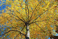 Sweet Birch Seeds - 200+ Count - Betula Lenta - Native Tree Seeds for Planting