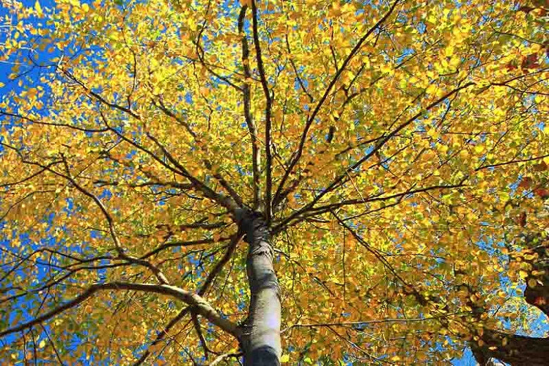 Sweet Birch Seeds - 200+ Count - Betula Lenta - Native Tree Seeds for Planting