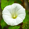 Pearly Gates Morning Glory Seeds | 4" White Flowers | 1942 AAS Winner | Ipomoea tricolor
