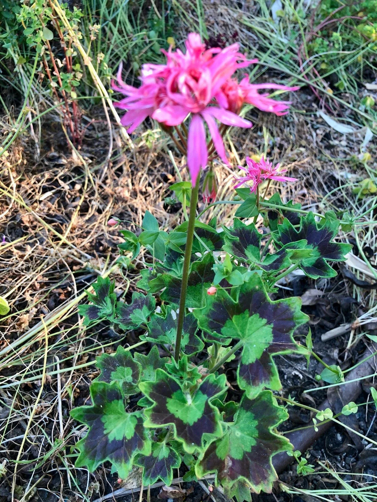 Rare Spiky Pink Bloom Cluster Pelargonium Geranium 6" Live Plant Cutting - Unique Indoor Gardening Addition
