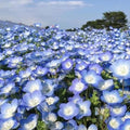 Baby Blue Eyes Seeds - 500+ Count - Groundcover Wildflower - Drought Tolerant - Nemophila menziesii