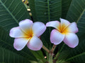Plumeria Cuttings 9-12" Pali Lookout Variety - Fragrant Tropical Flowering Plant (Plumeria spp.)