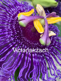 Passion Flower Mix Seeds - Organic Passiflora Lilikoi Vine - Tropical Fruit Seeds - Grown in TX, USA