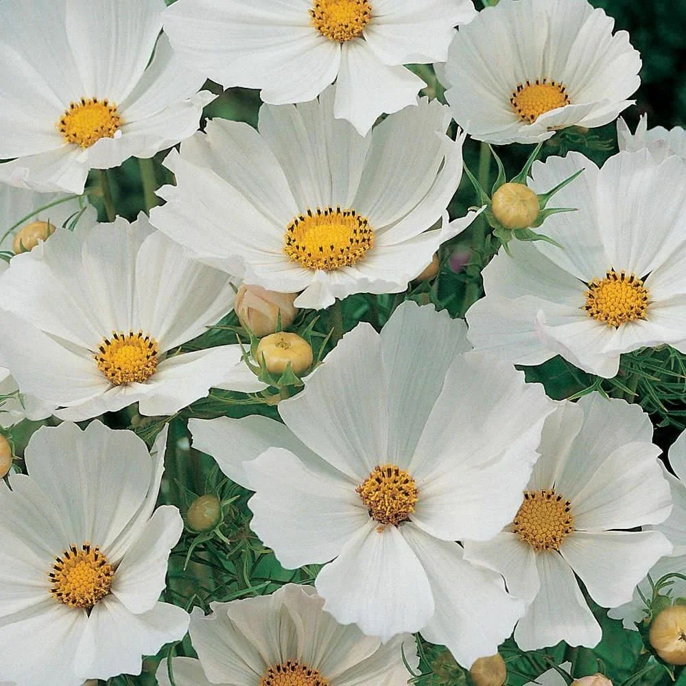 Cosmos Seeds 100 Ct White Flower Seeds for Butterflies - Cosmos bipinnatus - USA Seller, Free Shipping