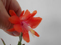 Schlumbergera Starter Plant - Thor Wild Orange - Christmas Cactus - Easy Care Indoor Succulent