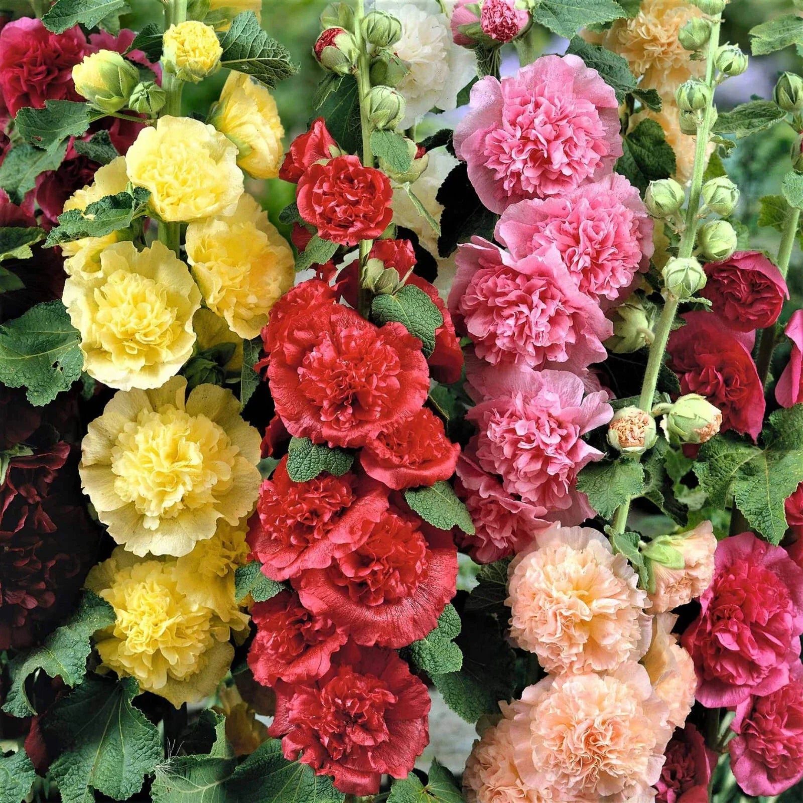 Hollyhock Seeds - Summer Carnival Mix - Heirloom Non-GMO - Free Shipping - Alcea rosea