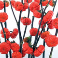 Pumpkin on a Stick Eggplant Seeds - 10 Seeds - Ornamental Variety - Solanum melongena