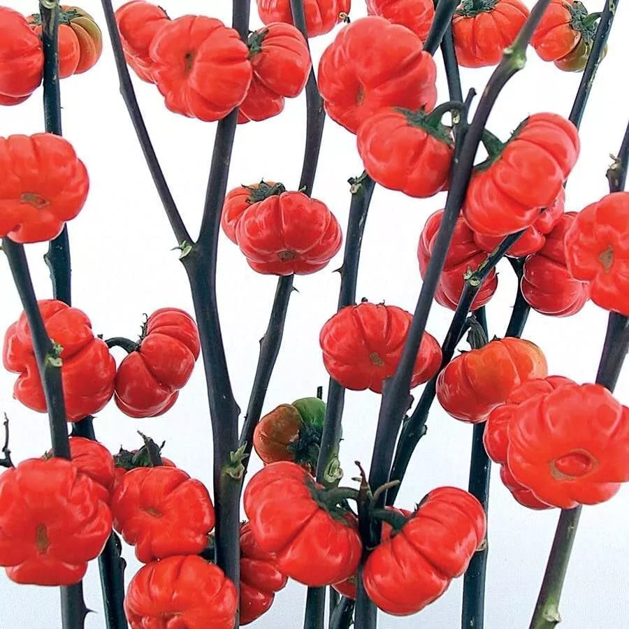Pumpkin on a Stick Eggplant Seeds - 10 Seeds - Ornamental Variety - Solanum melongena