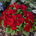 Primula Belarina Valentine Primrose Plant - Well Rooted 5.25" Pot Perennial Flower