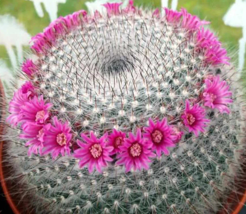 Mammillaria Hahnianna Cactus - 3" Potted Succulent in 4" Pot - Perfect for Home Decor or Indoor Gardening