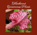 Rare Sarracenia Cultivar Persian Rug Live Pitcher Plant - Unique Collectors Variety - Carnivorous Plant