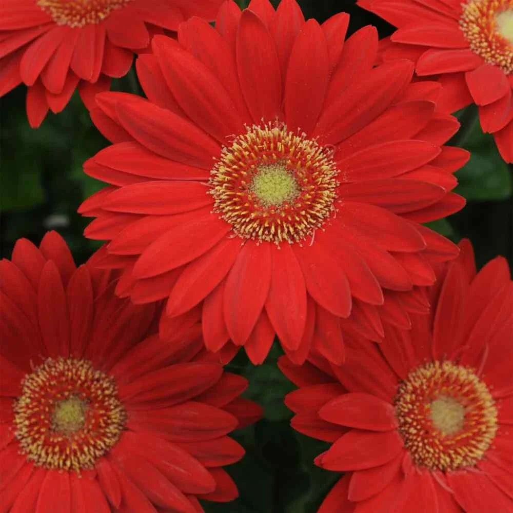 Deep Red Gerbera Daisy Seeds - 200+ Pack for Garden Planting - Gerbera jamesonii - USA