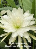 Epiphyllum Orchid Cactus "Eva Paetz" in 4” Starter Pot - Rooted Plant - Tropical Houseplant - Succulent Variety