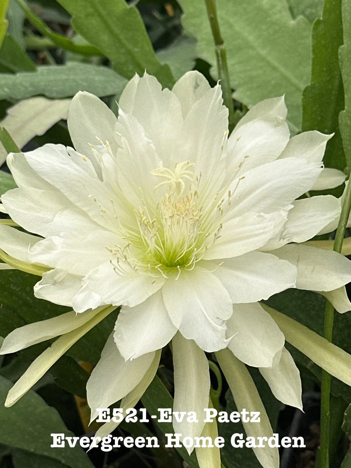 Epiphyllum Orchid Cactus "Eva Paetz" in 4” Starter Pot - Rooted Plant - Tropical Houseplant - Succulent Variety
