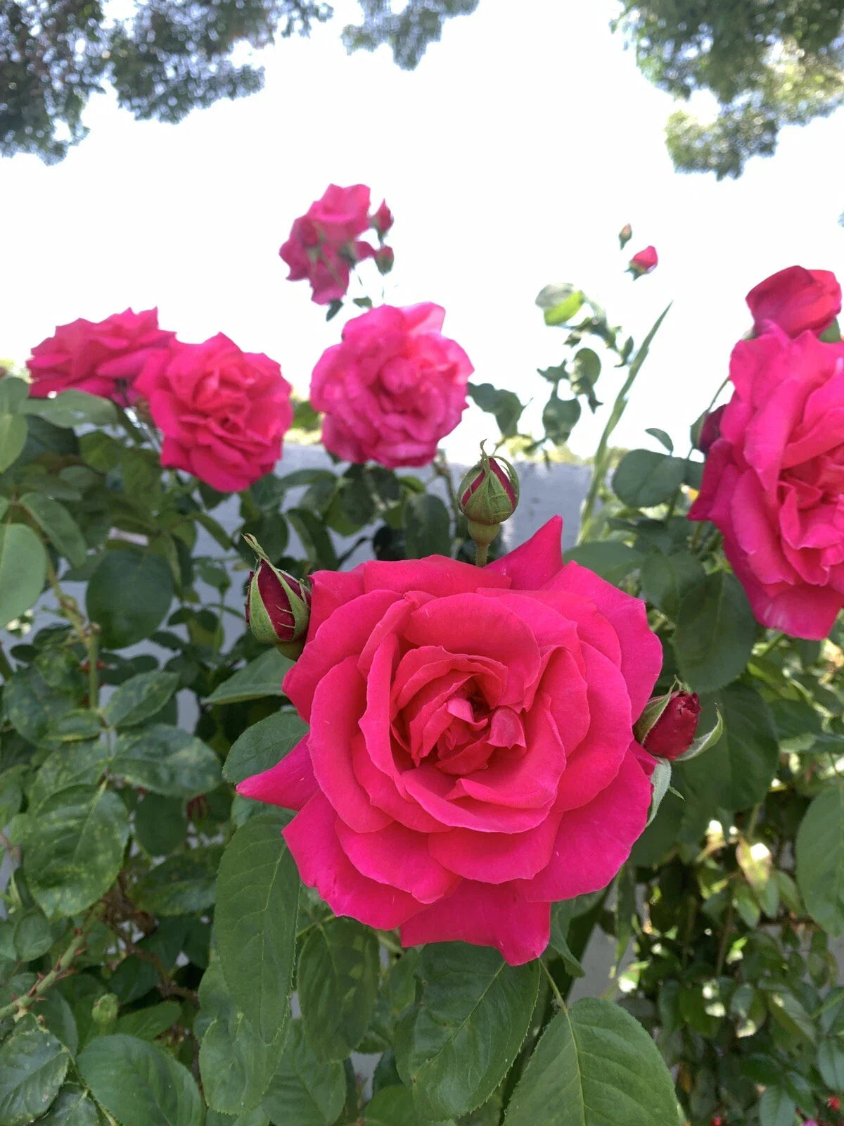 Cuttings of Bright Pink Fragrant Rose, 6 Inch Logs, No Roots, Rosa spp.
