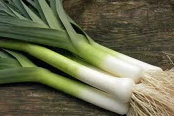 Leek Seeds, 500 Seeds, American Flag Heirloom, Non-GMO, Allium ampeloprasum