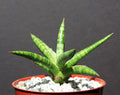 Sansevieria ballyi Succulent Plant in 4" Pot - Rare Exotic Outdoor Collector Plant