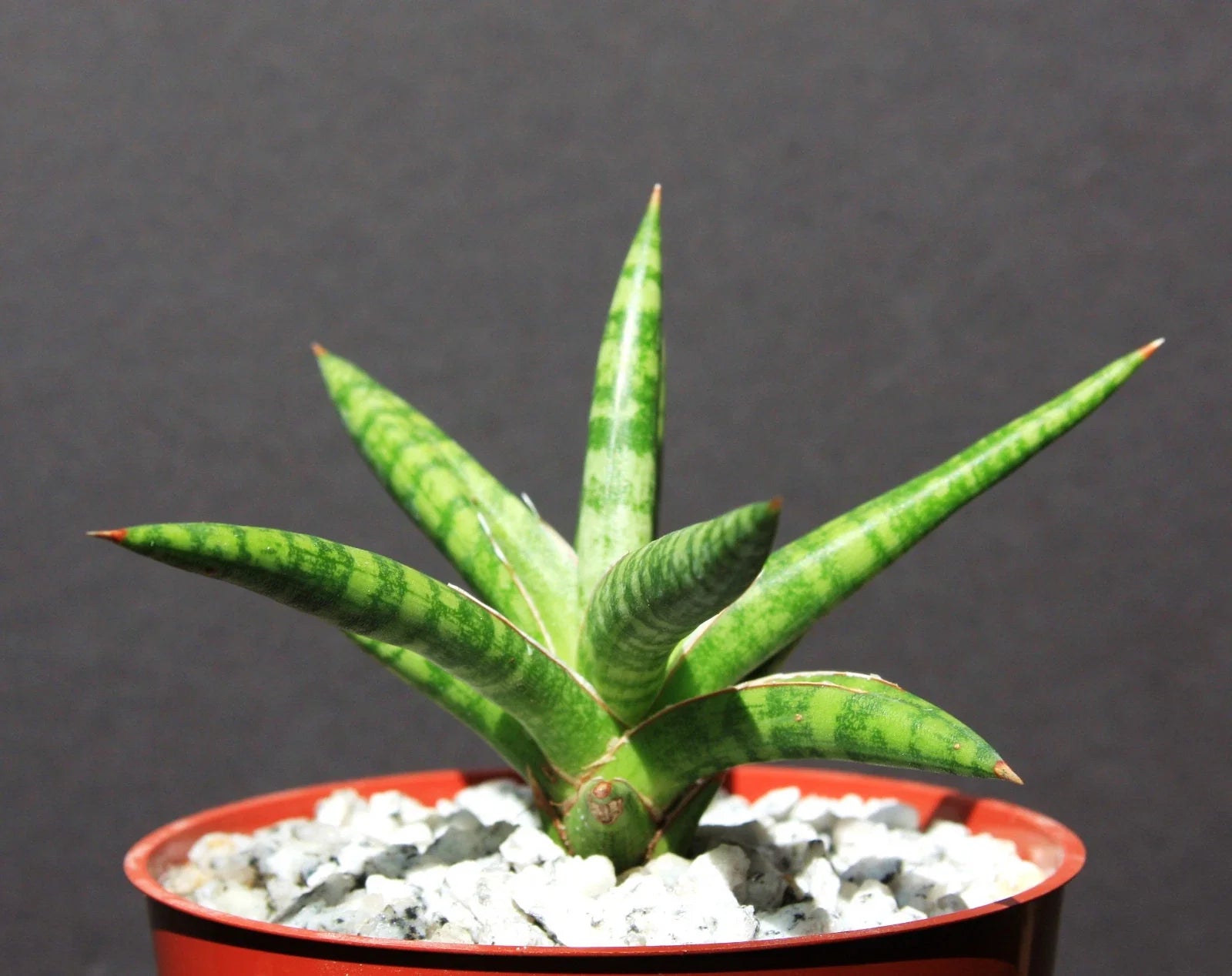 Sansevieria ballyi Succulent Plant in 4" Pot - Rare Exotic Outdoor Collector Plant
