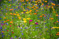 Heirloom Wildflower Seed Mix - 1000 Seeds - All Natural, All Region - Serendipity's Garden Mix - Wildflower Variety
