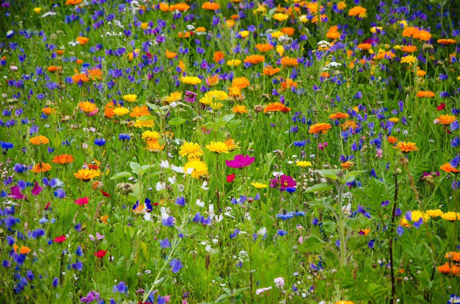 Heirloom Wildflower Seed Mix - 1000 Seeds - All Natural, All Region - Serendipity's Garden Mix - Wildflower Variety