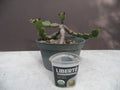 Euphorbia opuntioides Plant - 12-Year-Old Cutting - Unique Succulent Variety for Home Garden Decor
