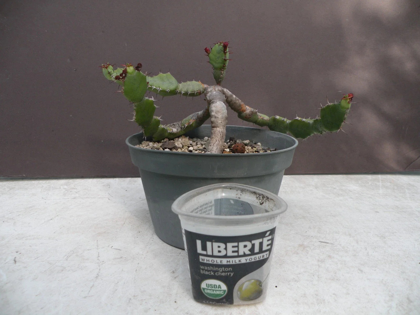 Euphorbia opuntioides Plant - 12-Year-Old Cutting - Unique Succulent Variety for Home Garden Decor
