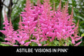 Astilbe Bare Root Starter Plants - 'Visions in Pink' - Shade Perennial - Perfect for Gardens - USA