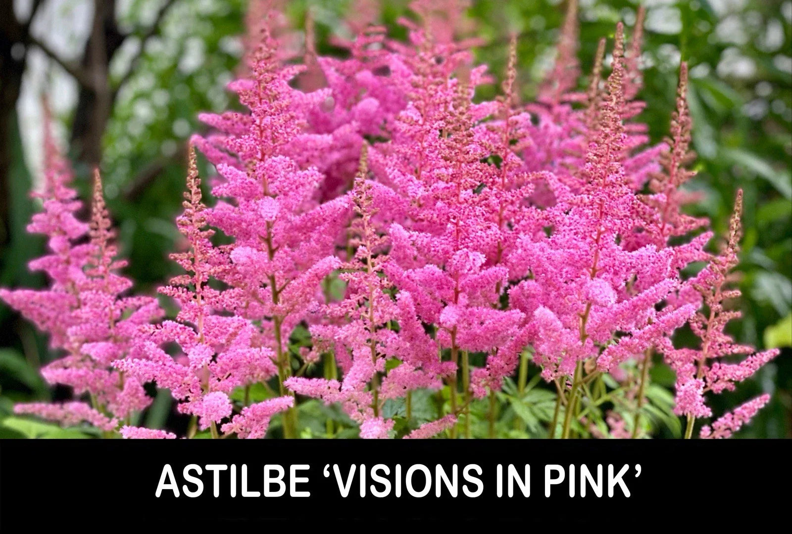 Astilbe Bare Root Starter Plants - 'Visions in Pink' - Shade Perennial - Perfect for Gardens - USA