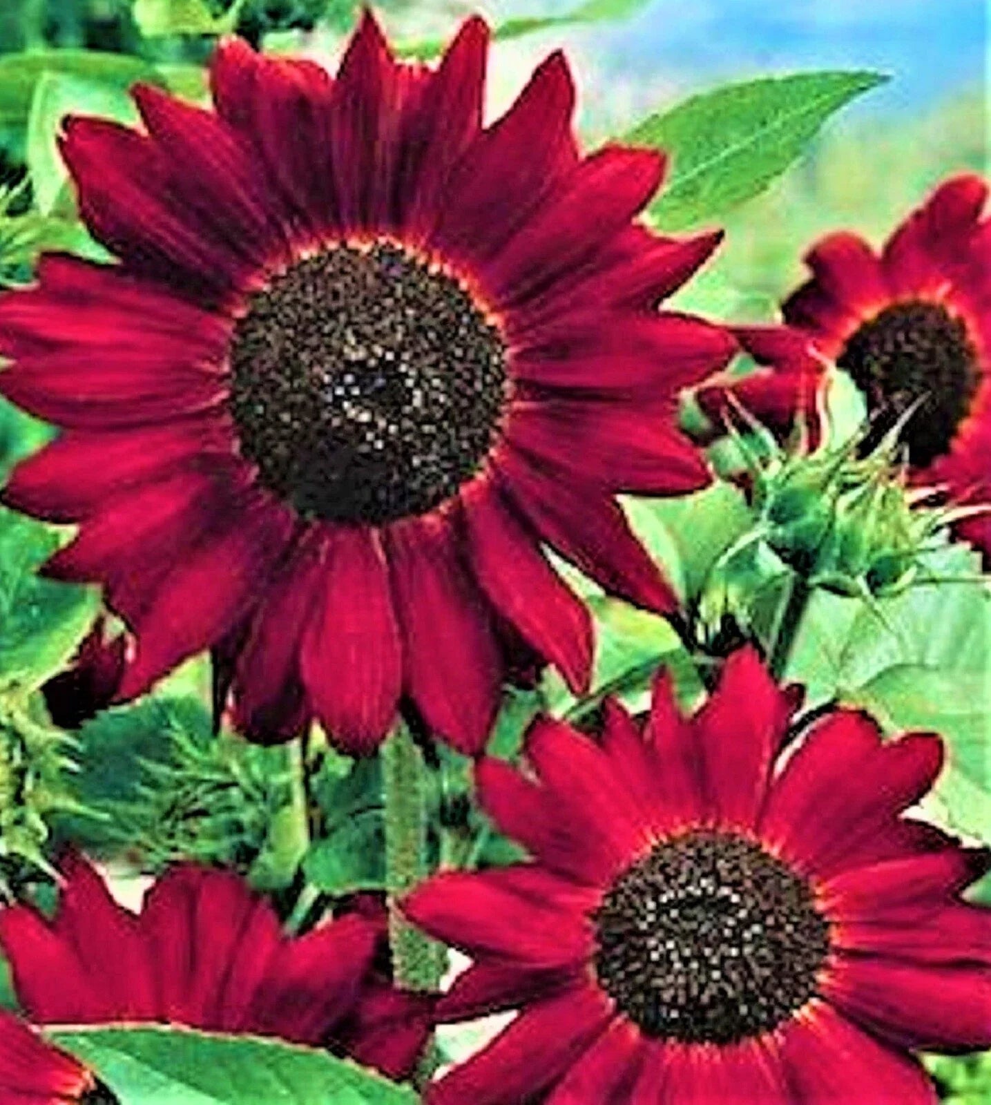 Velvet Queen Sunflower Seeds - 30+ Non-GMO Seeds - Helianthus annuus - Vibrant Burgundy Blooms