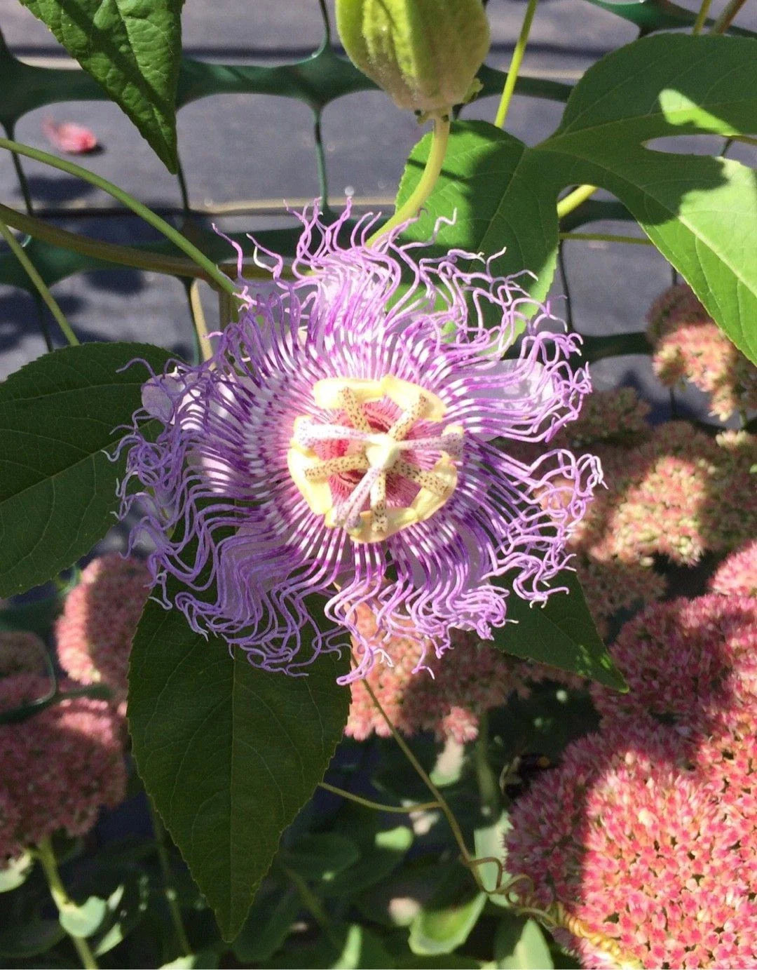 Live Potted Maypop Vine – Rare Exotic Passionflower – Passiflora incarnata