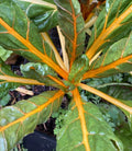 Orange Fantasia Swiss Chard Seeds 100 Ct Heirloom NON-GMO Vegetable Seeds (Beta vulgaris subsp. cicla)