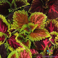 Kong Empire Mix Coleus Seeds - 25+ Pack for Garden Planting - Colorful Foliage - Plectranthus scutellarioides