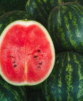 Florida Giant Watermelon Seeds - Non-GMO, 100 Seeds, Sweet Variety, Citrullus lanatus