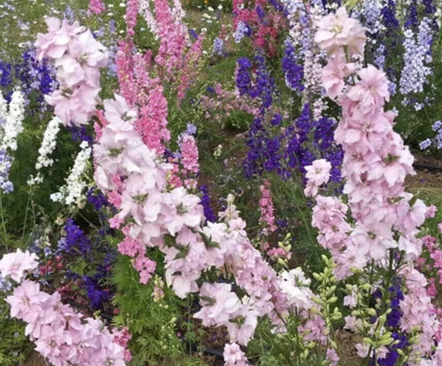 Larkspur Seeds - 'Imperial Giant Mix' - Colorful Annual Flower Seeds - Delphinium ajacis