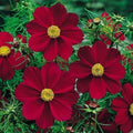 Cosmos Seeds - 50 Non-GMO Versailles Tetra Red Flower Seeds for Pollinators & Butterflies (Cosmos bipinnatus)